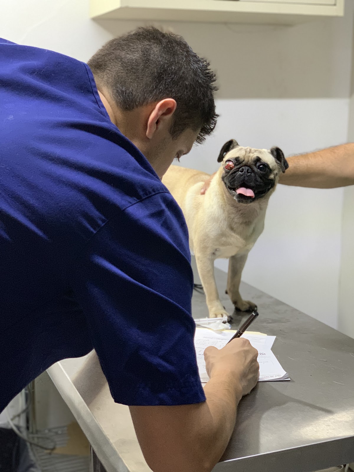 Oftalmeds Clínica Veterinaria Oftalmologia Y Cardiología | Cardiólogo…, San Pedro Garza García