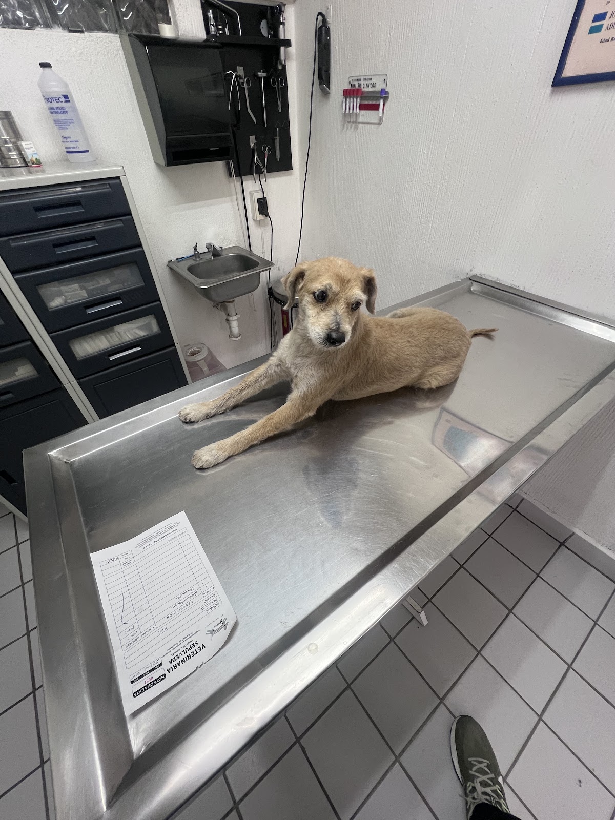 Hospital Animal Dres. Sepúlveda, Campestre