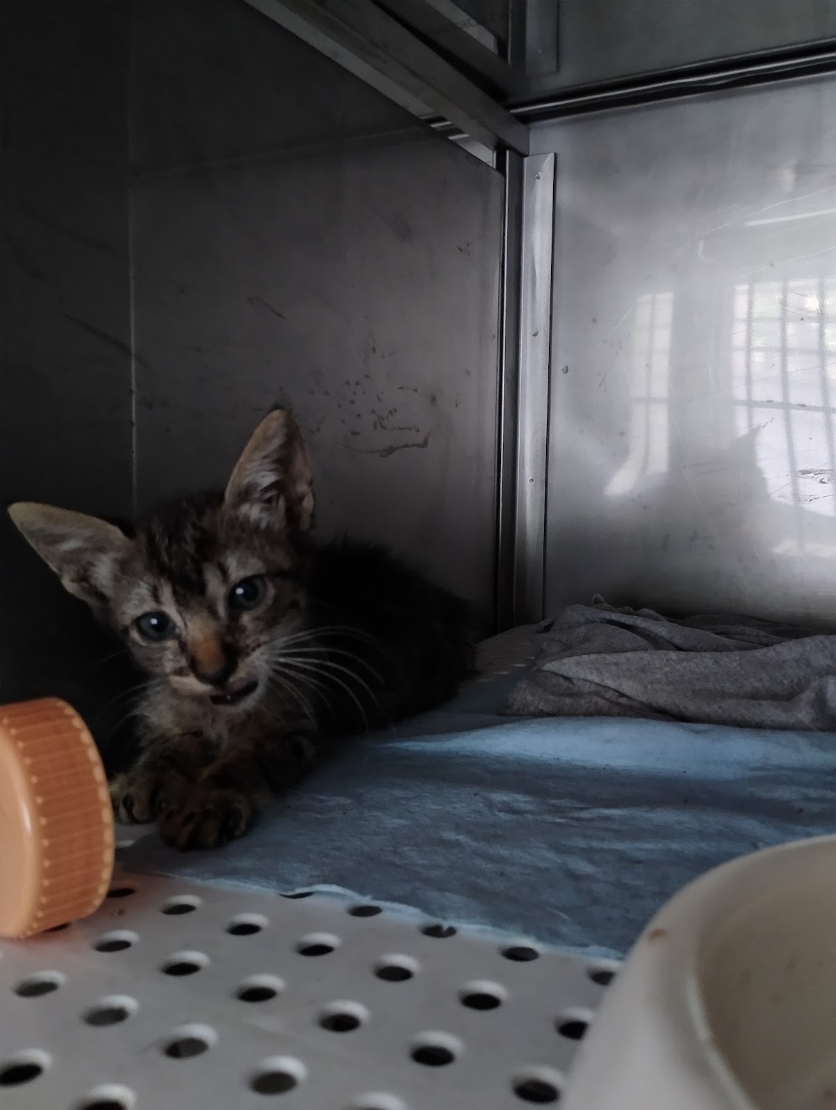 Consultorio veterinario y estética canina Huellas, Centro de Mérida