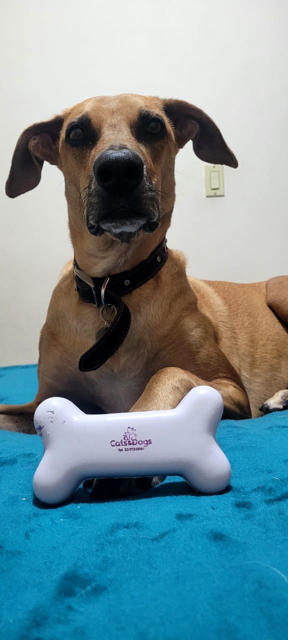 Cats&Dogs Veterinaria, Zapopan