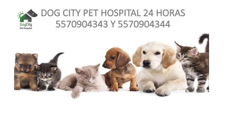 Dog City Pet Hospital 24 Horas, Otras zonas