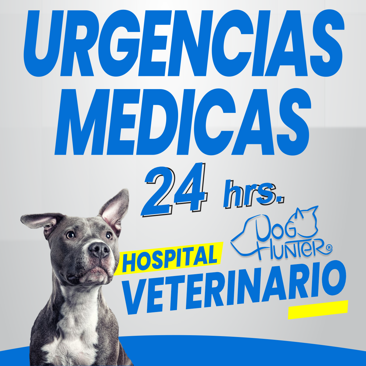 DOG Hunter Hospital Veterinario, Otras zonas