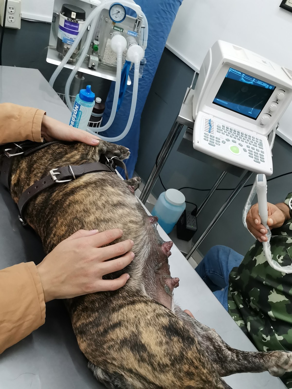 Clínica Veterinaria DE Alemán, Zapopan