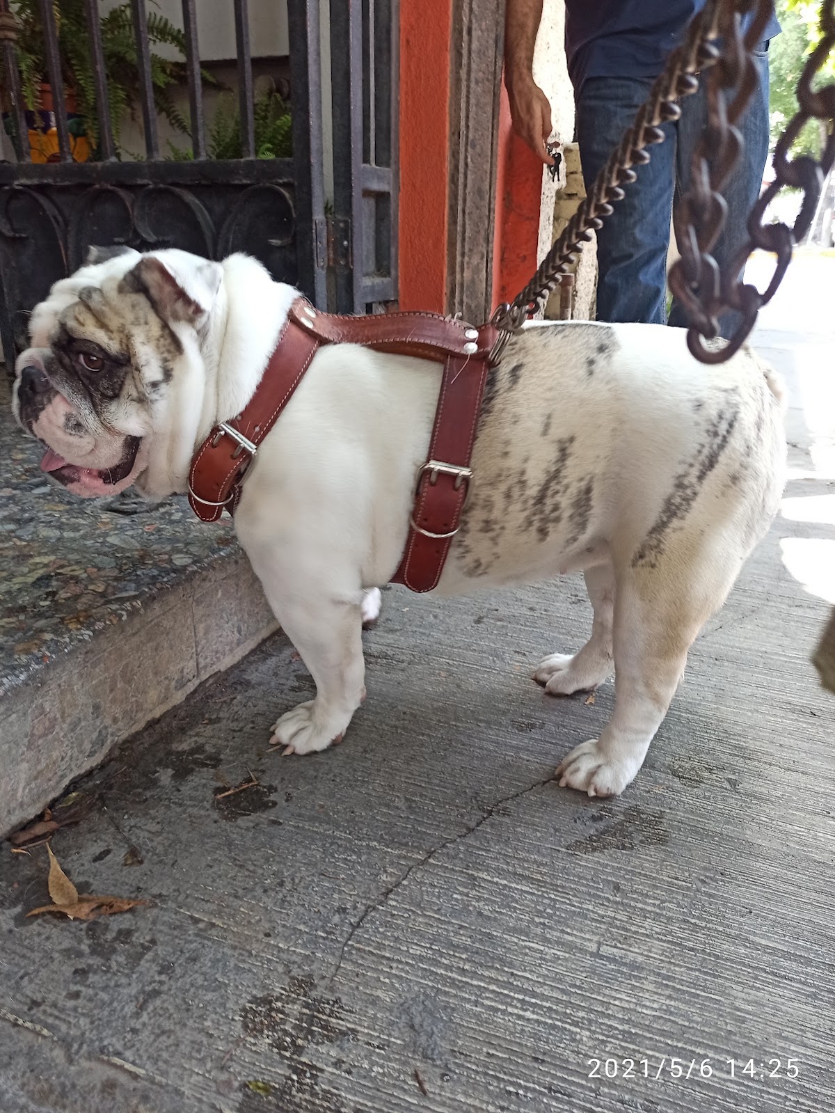 Clínica Veterinaria, Centro de Monterrey