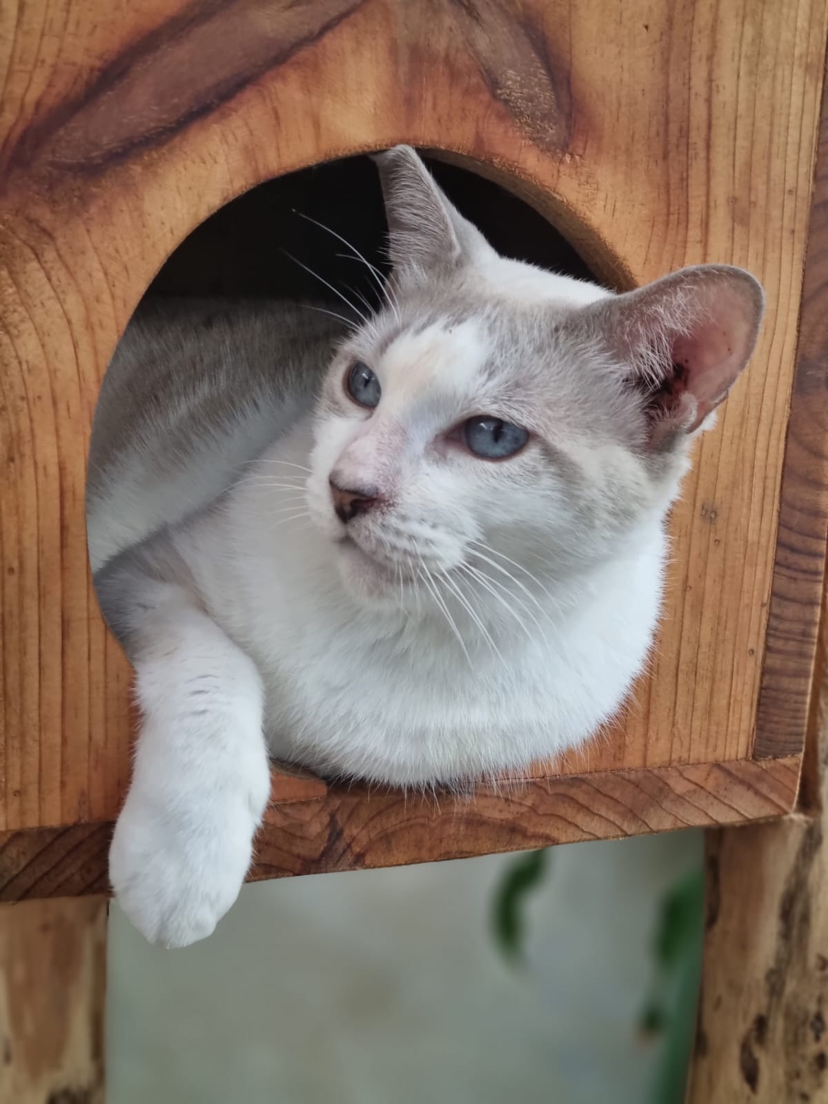 CLEVET (Clínica de Esterilizaciones Veterinarias), Cancún, Otras zonas