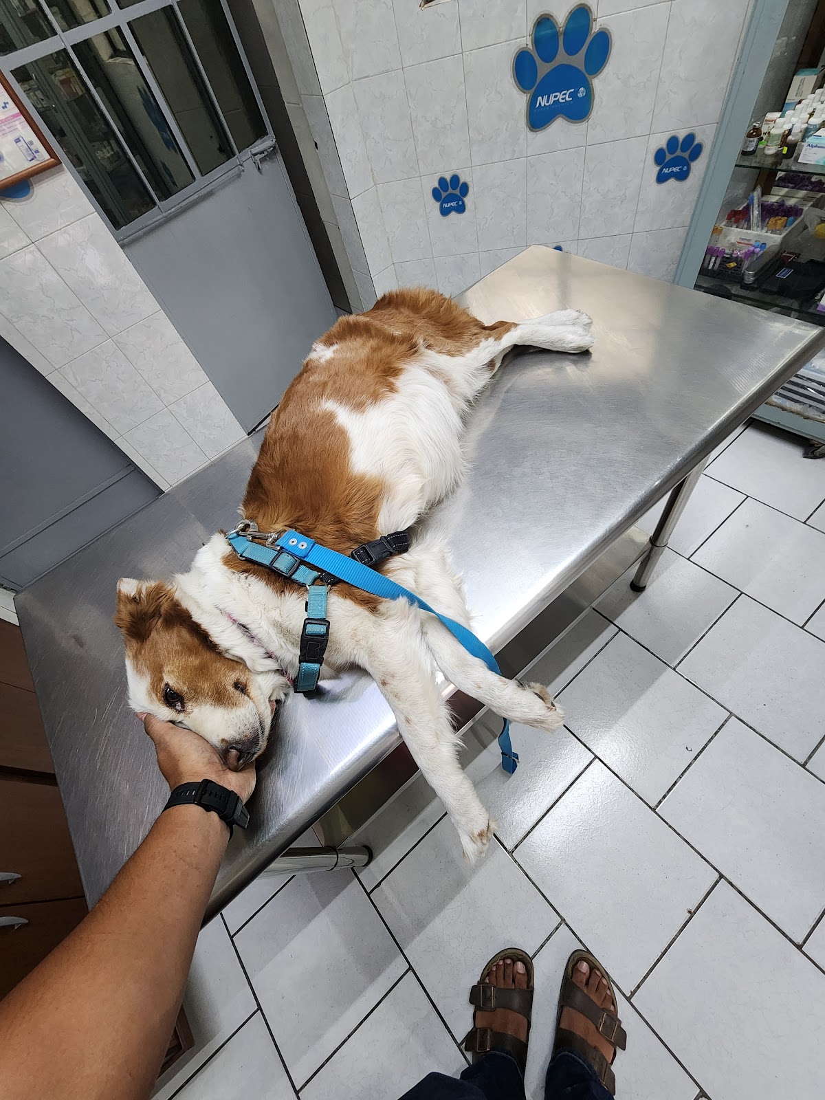 Veterinaria Animal Health, Otras zonas