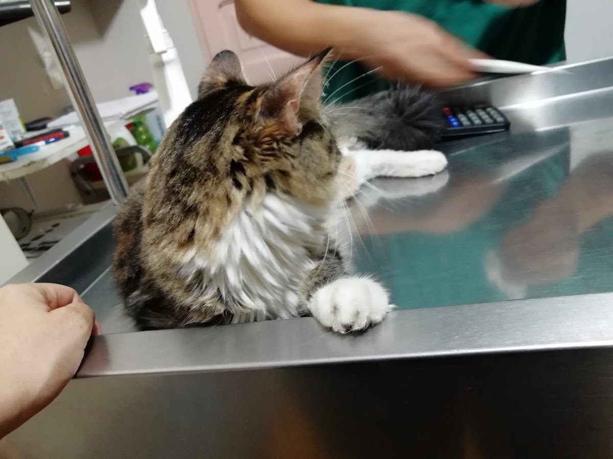 Clínica Veterinaria French's, Centro de Monterrey