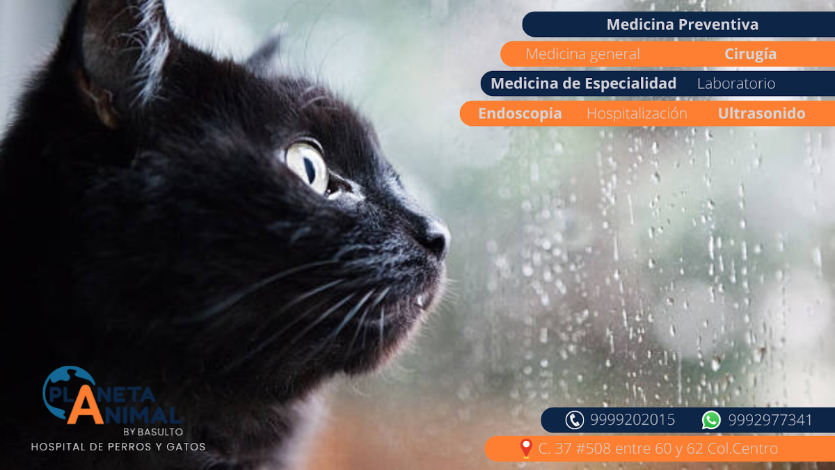 Medicina y Cirugía PARA Perros y Gatos. Planeta Animal, Centro de Mérida