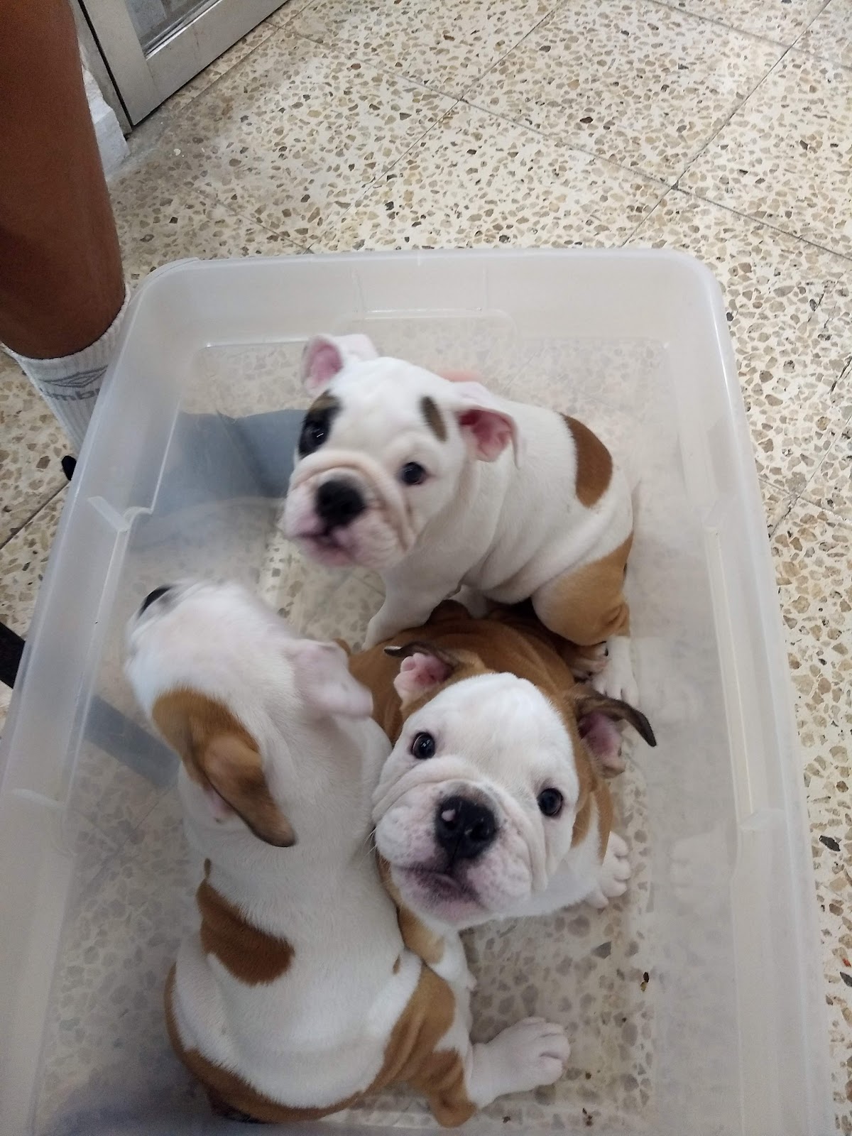 Clinica Veterinaria La Mercantil, Otras zonas