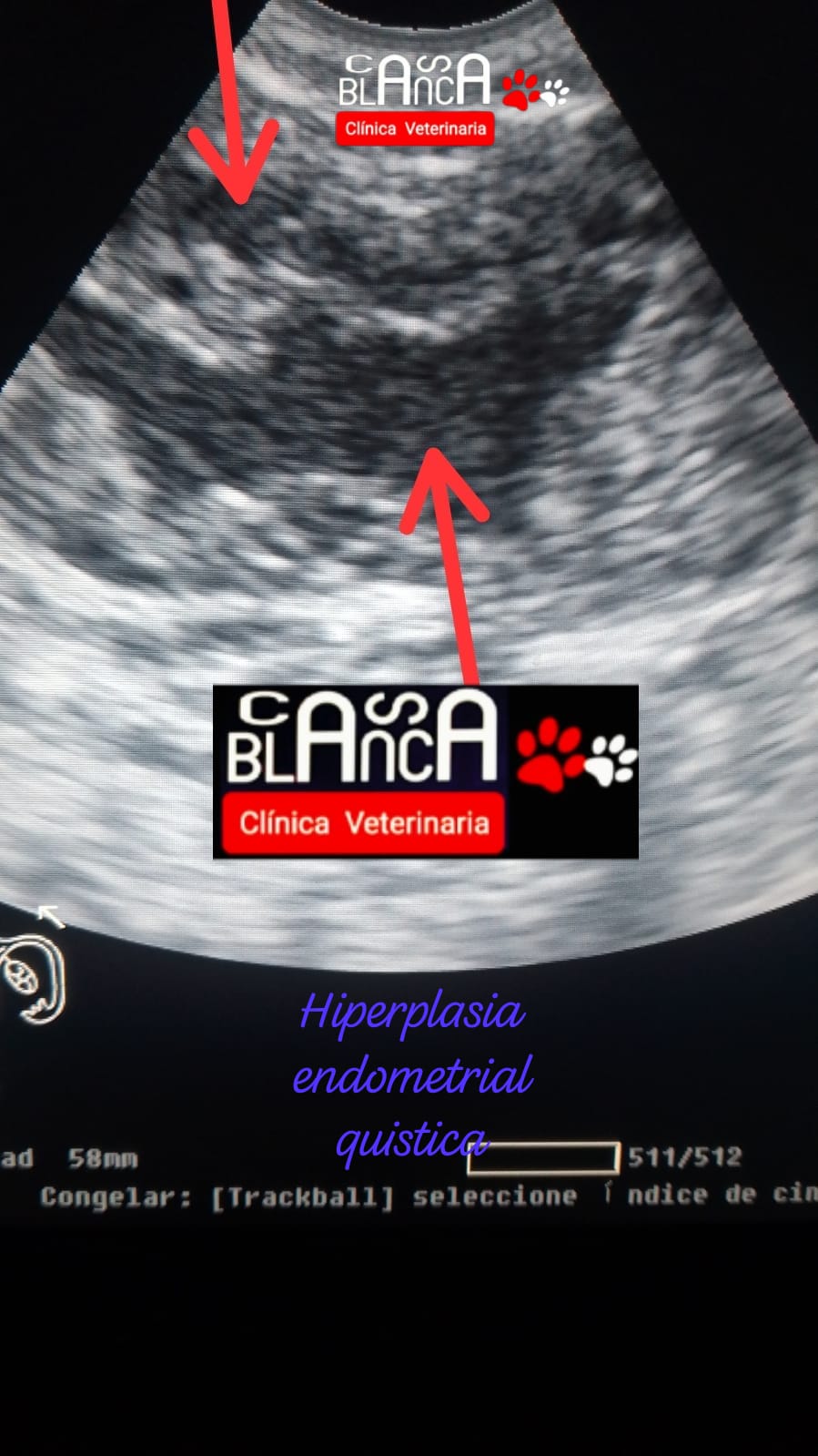 CLINICA VETERINARIA CASA BLANCA ,Estética,Acuario, Sur