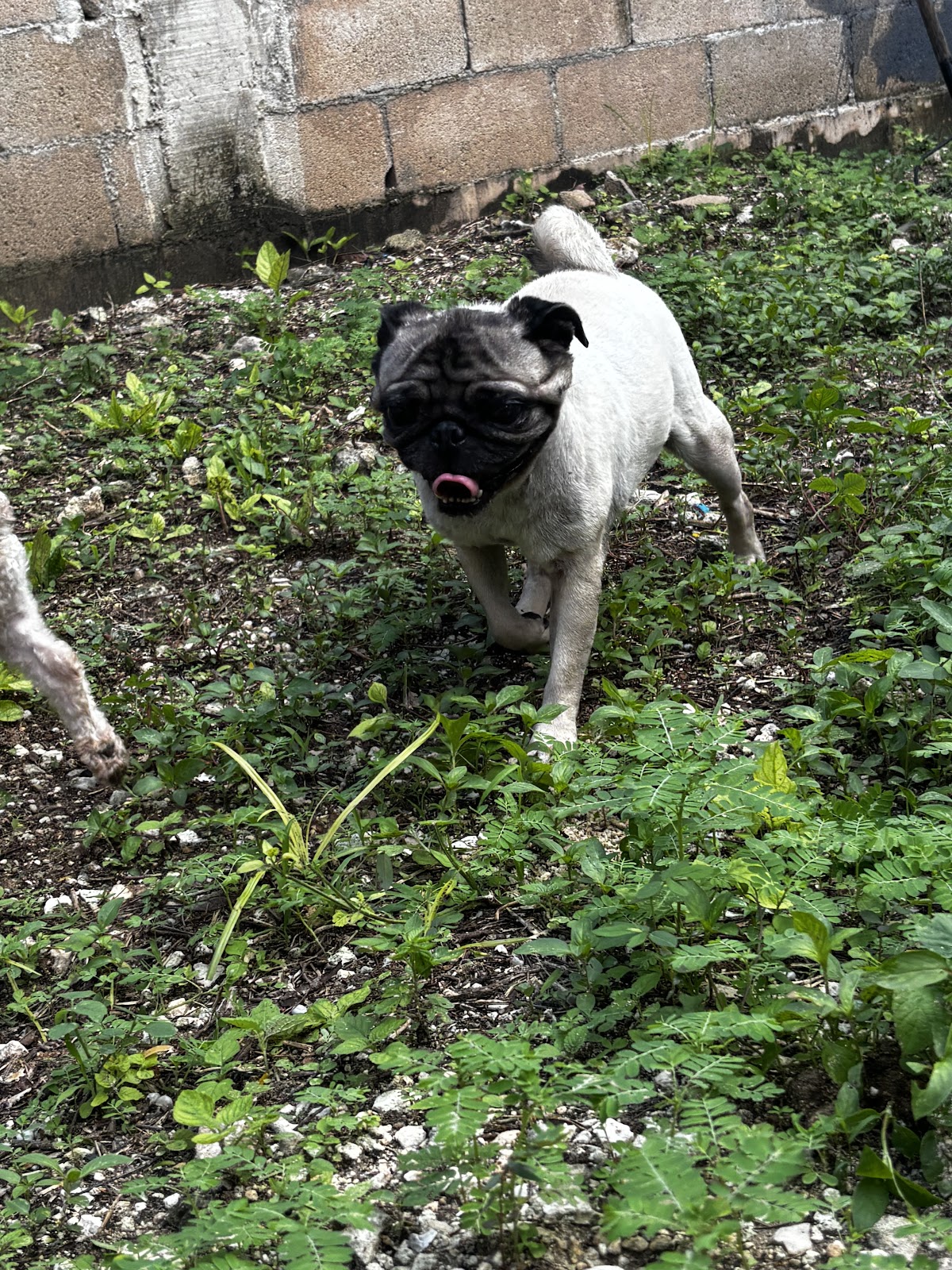 Clínica veterinaria Pek, Otras zonas