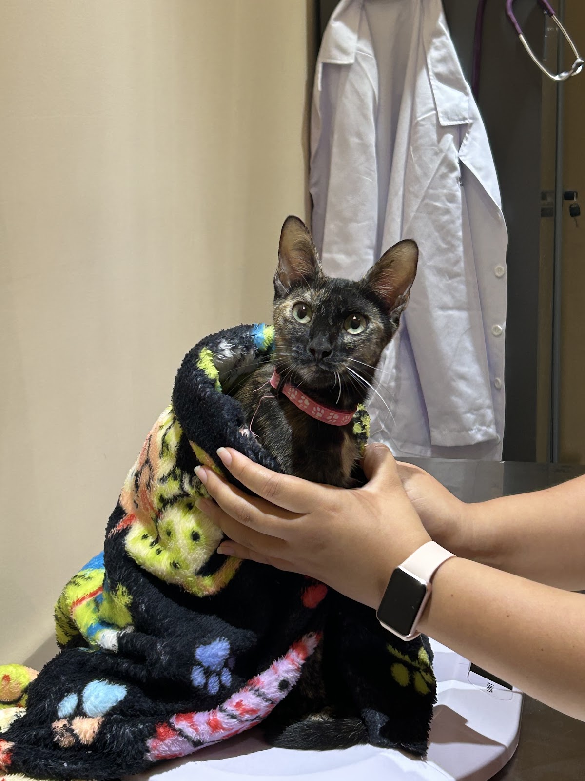 VET-ANY Clínica Veterinaria, Otras zonas