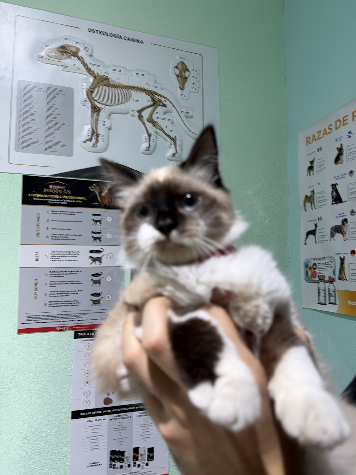 VETERINARIA Warü Animal Clinic / Medicina general y Oftalmología veterinaria, Centro de Monterrey