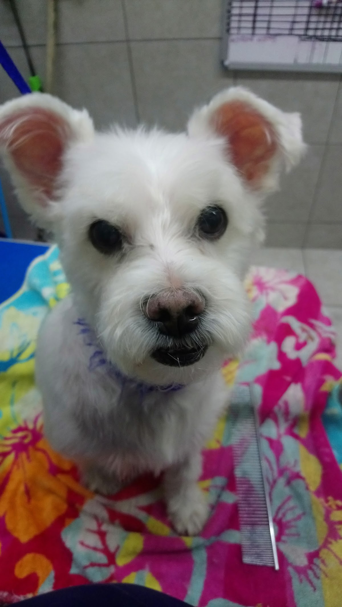 Veterinaria San Jose, Zapopan