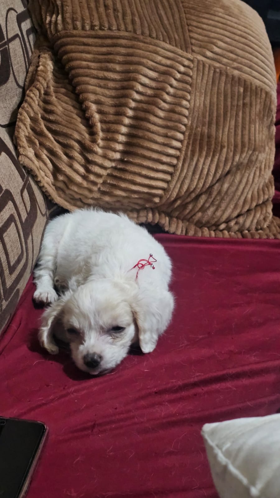 Veterinaria Pet Friends, Juriquilla