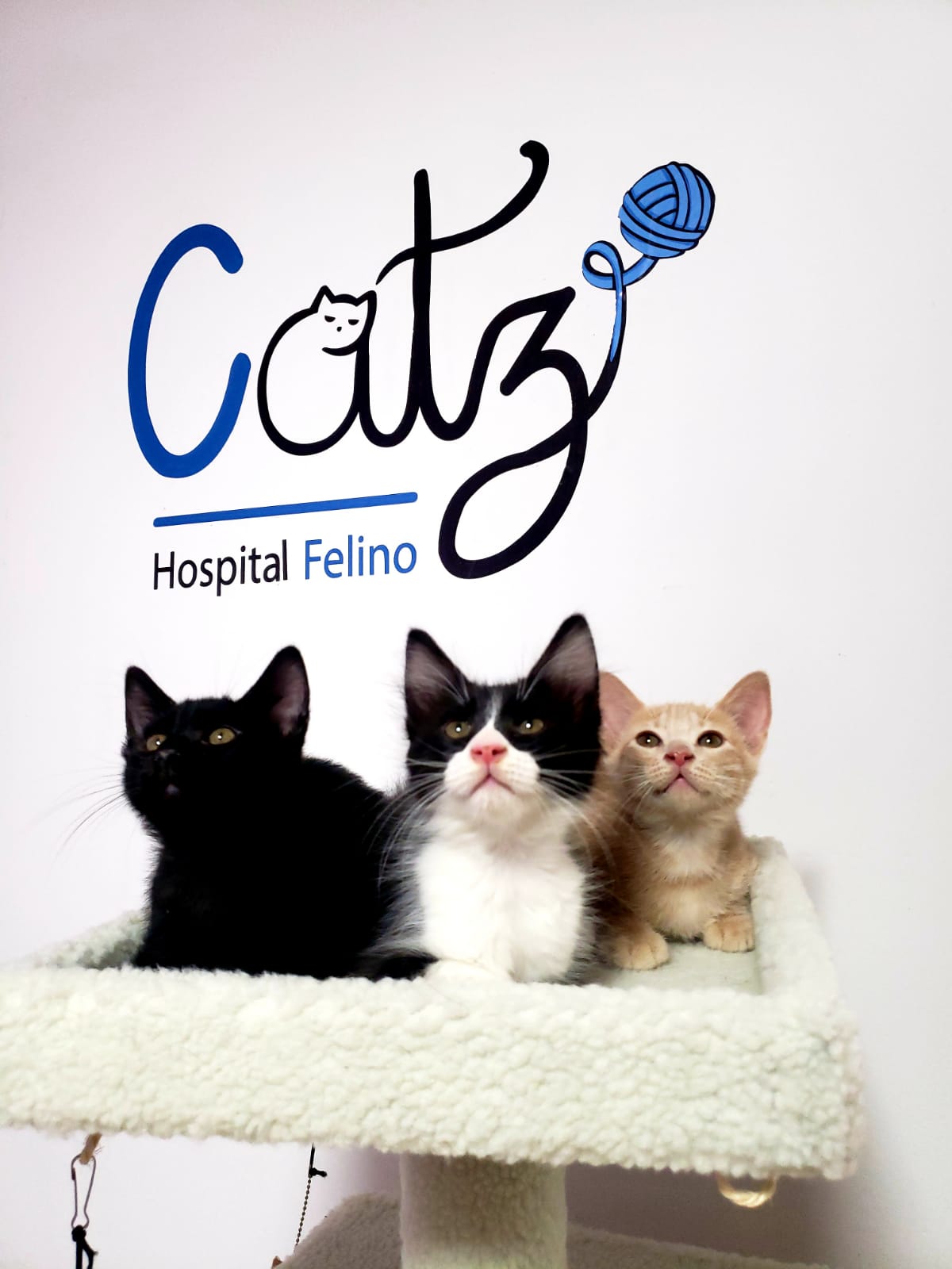 CATZ Hospital Felino, Campestre