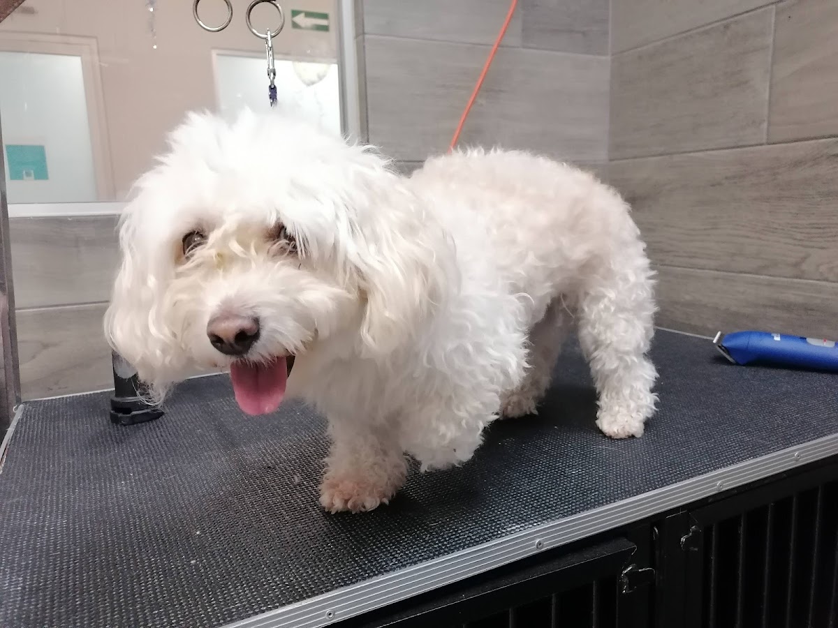 Healthy Pet Veterinary and Spa, Centro Histórico
