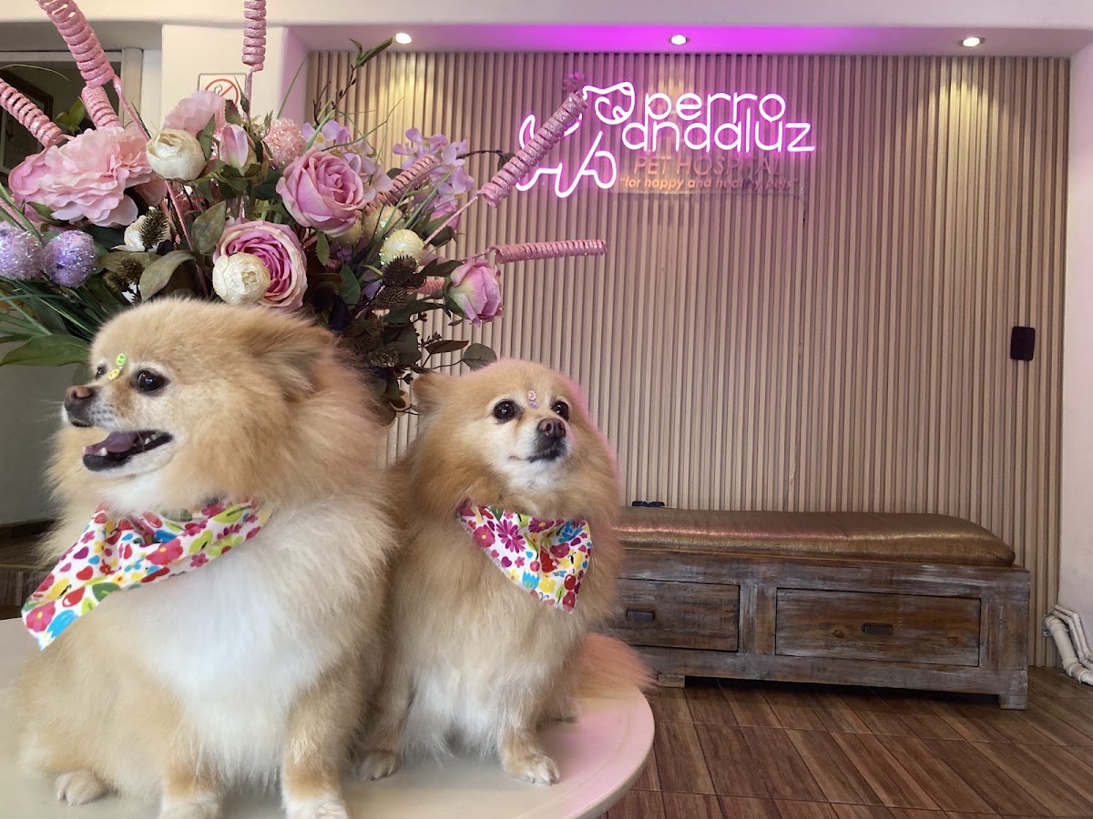 Perro Andaluz Hospital Veterinario (Pet Hospital), Otras zonas