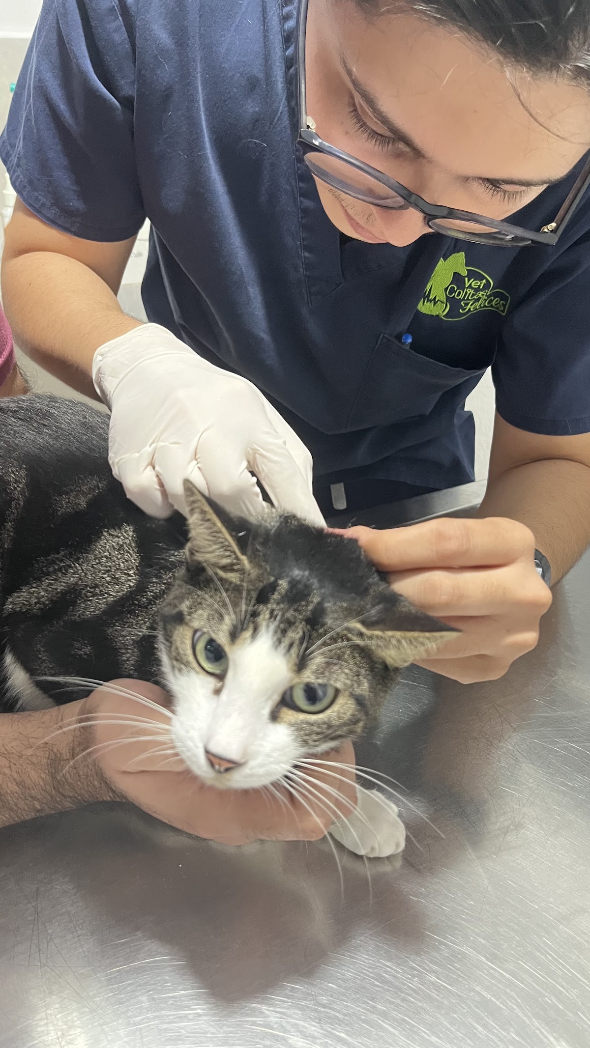 Veterinaria Vet Colitas Felices, Otras zonas