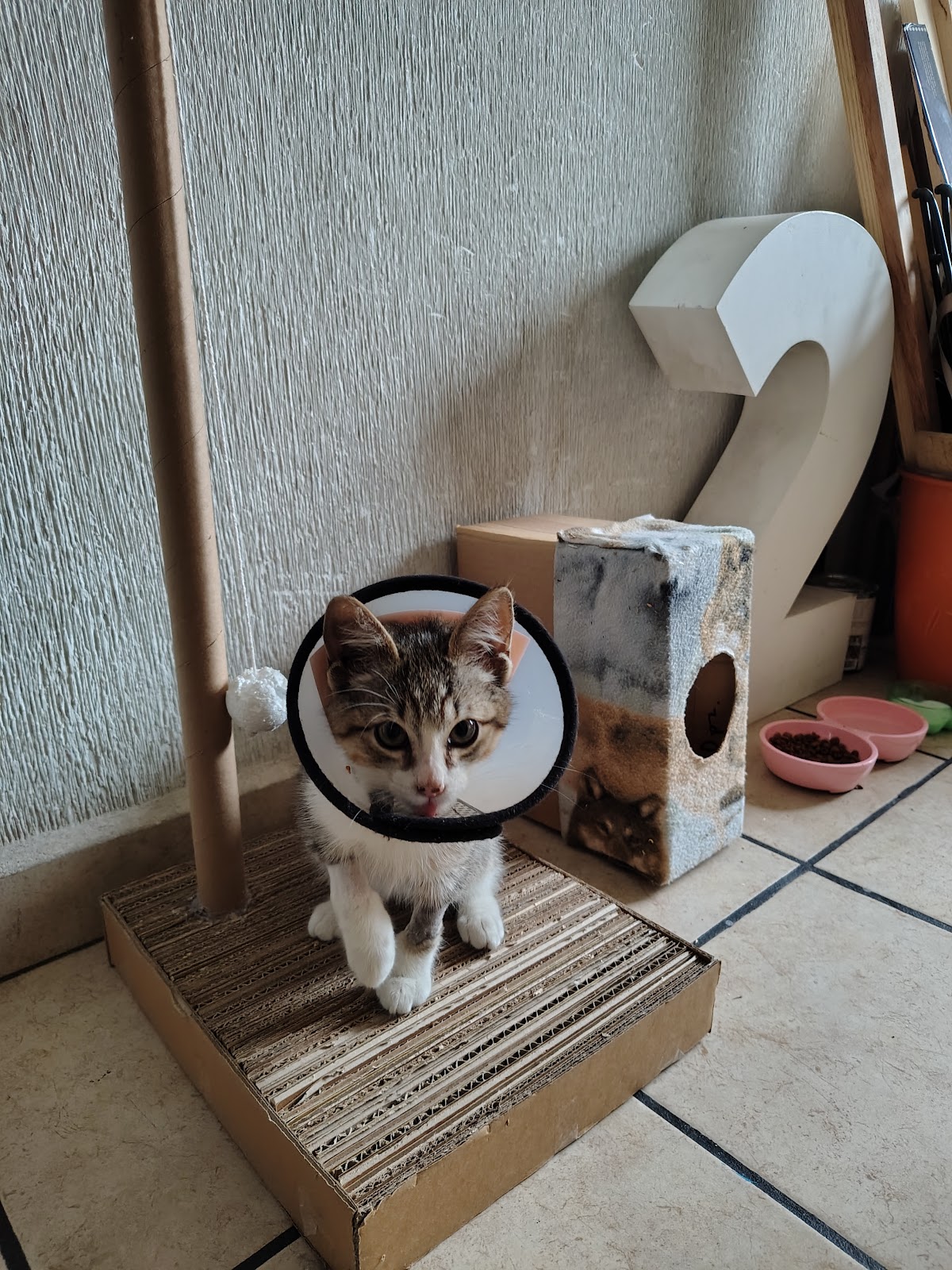 Consultorio Veterinaria AKIRA, Otras zonas