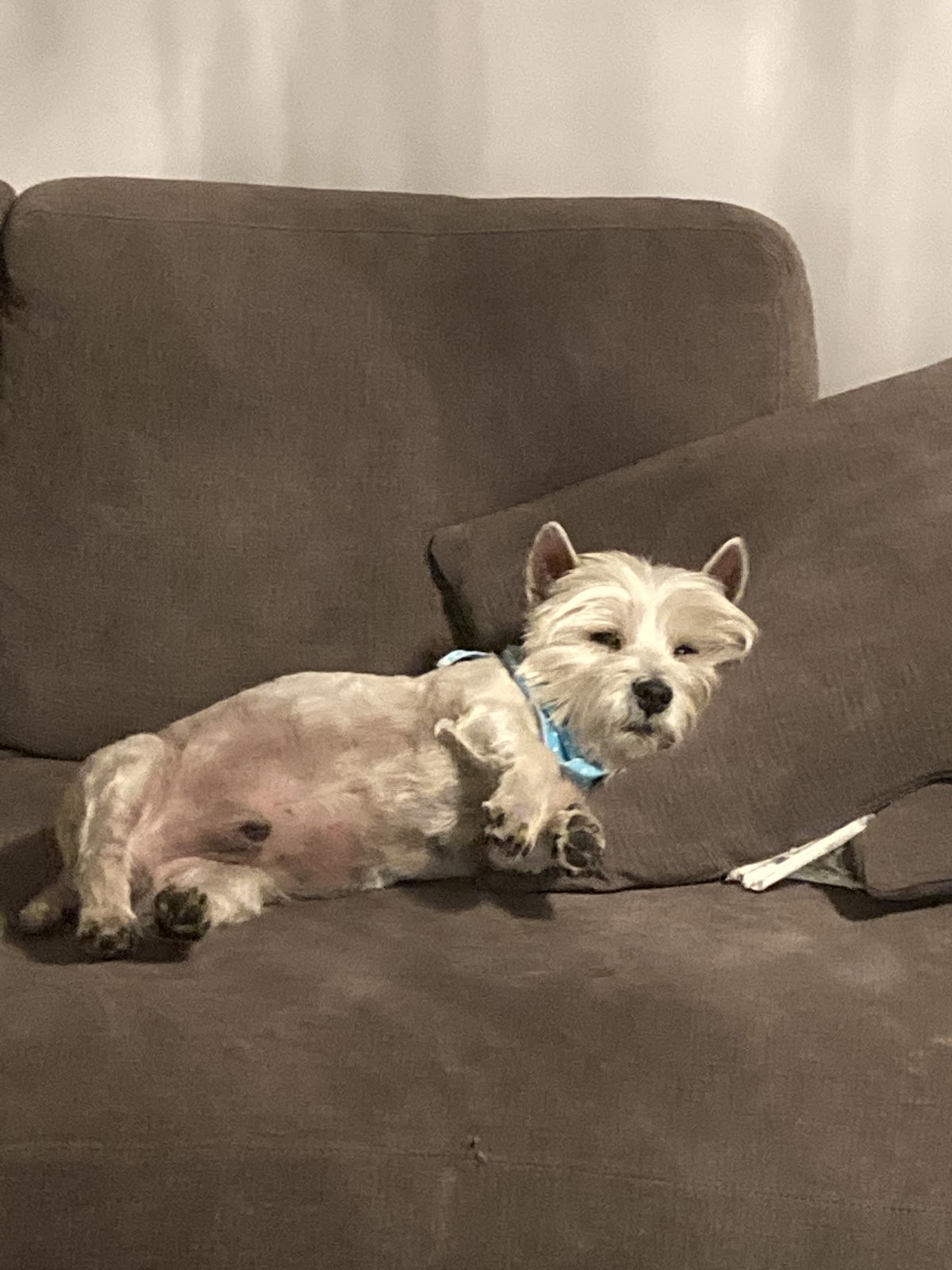 Clínica y Estética Veterinaria Perrito Fernández, Otras zonas