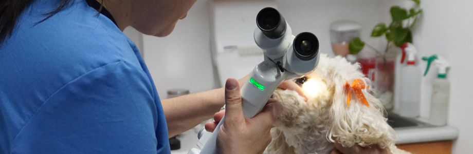 Hospital de Oftalmología Veterinaria EyeCare Condesa, Condesa