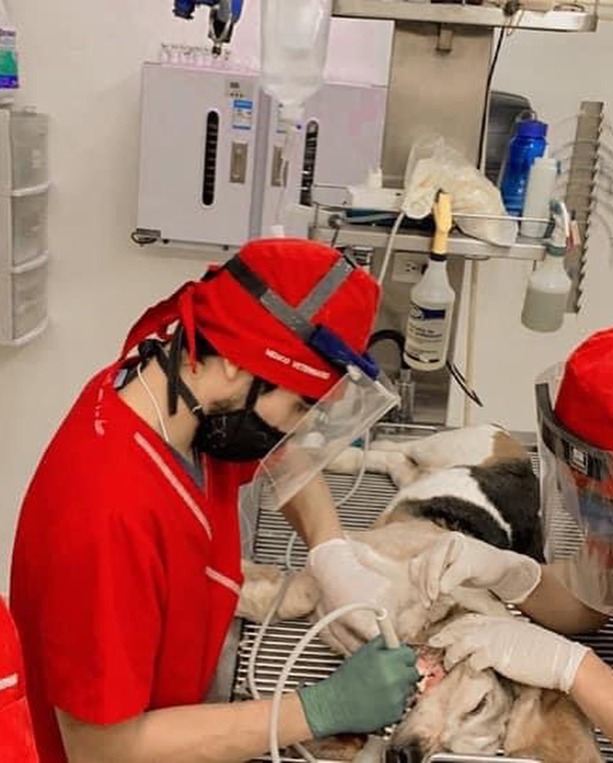 Hospital Veterinario Unión La colina, Otras zonas