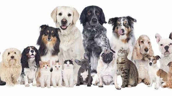 Centro Veterinario HAPPY PETS, Campestre