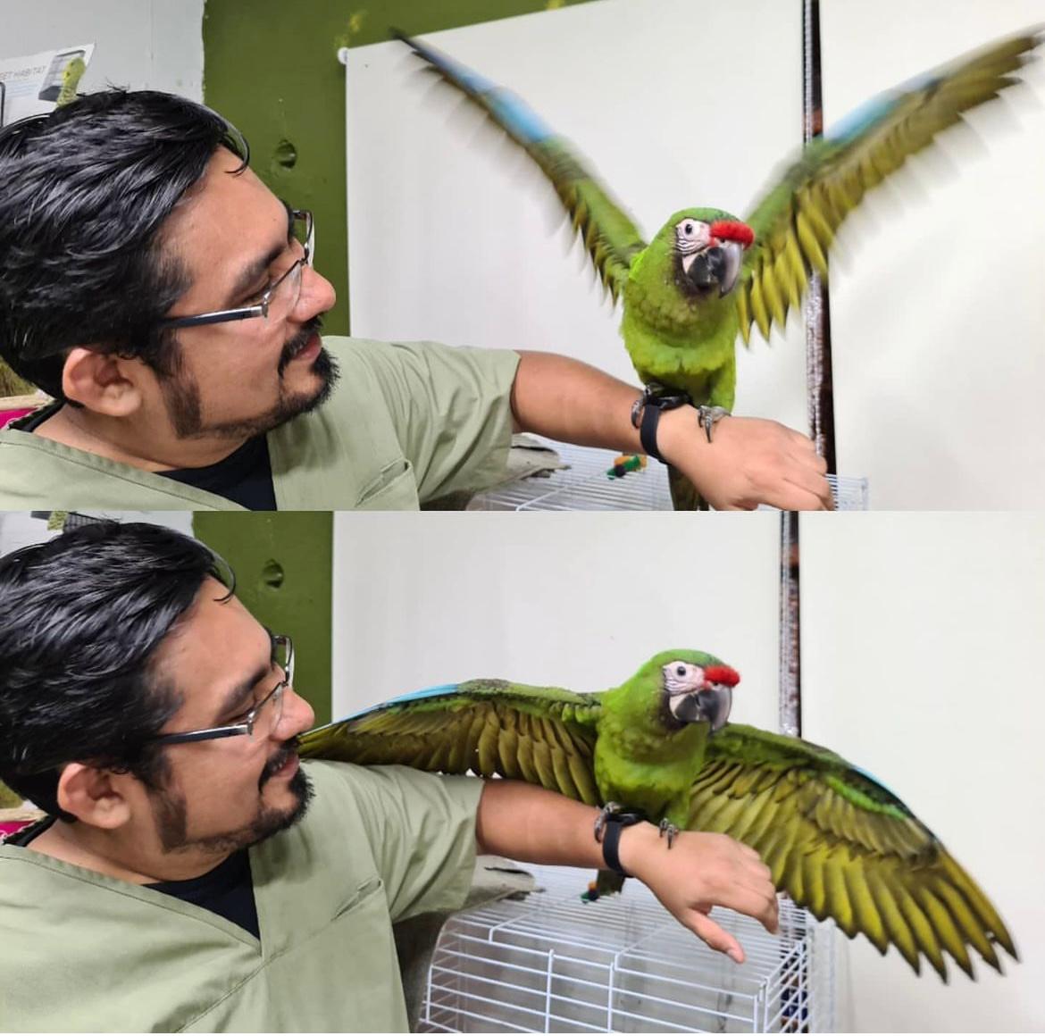 Clínica Veterinaria Planeta Fauna 🦜, Centro de Mérida