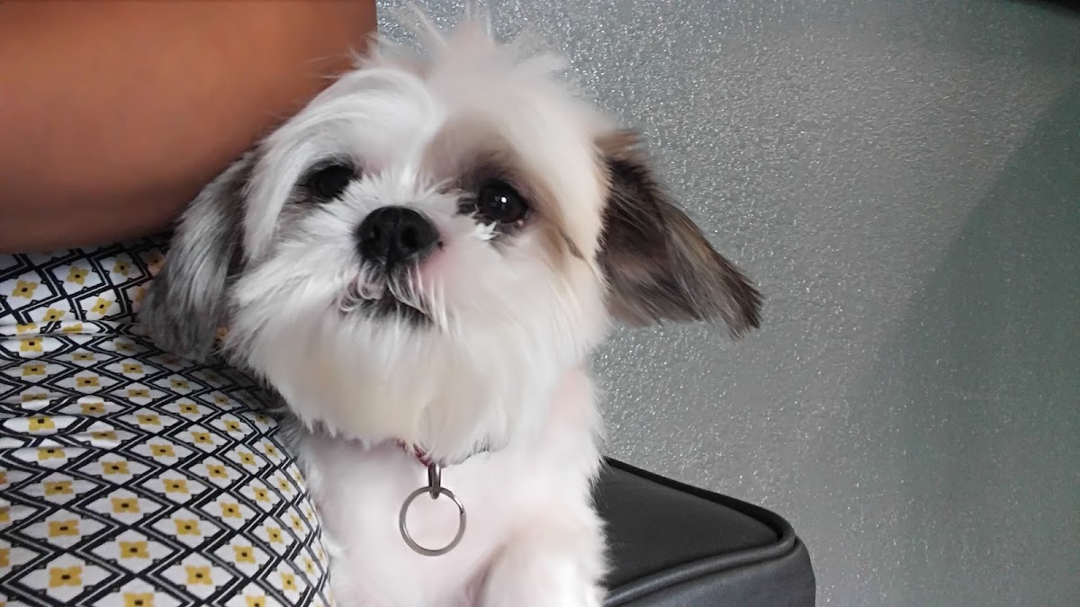 Clínica Veterinaria Mis Mascotas, Otras zonas