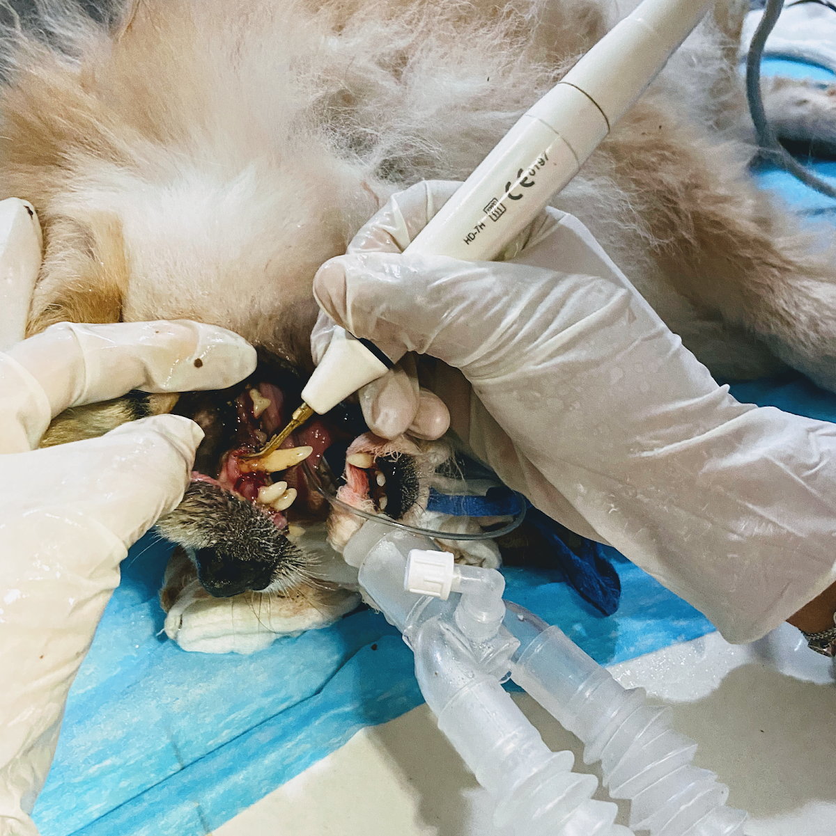 Pets Expert, Altabrisa
