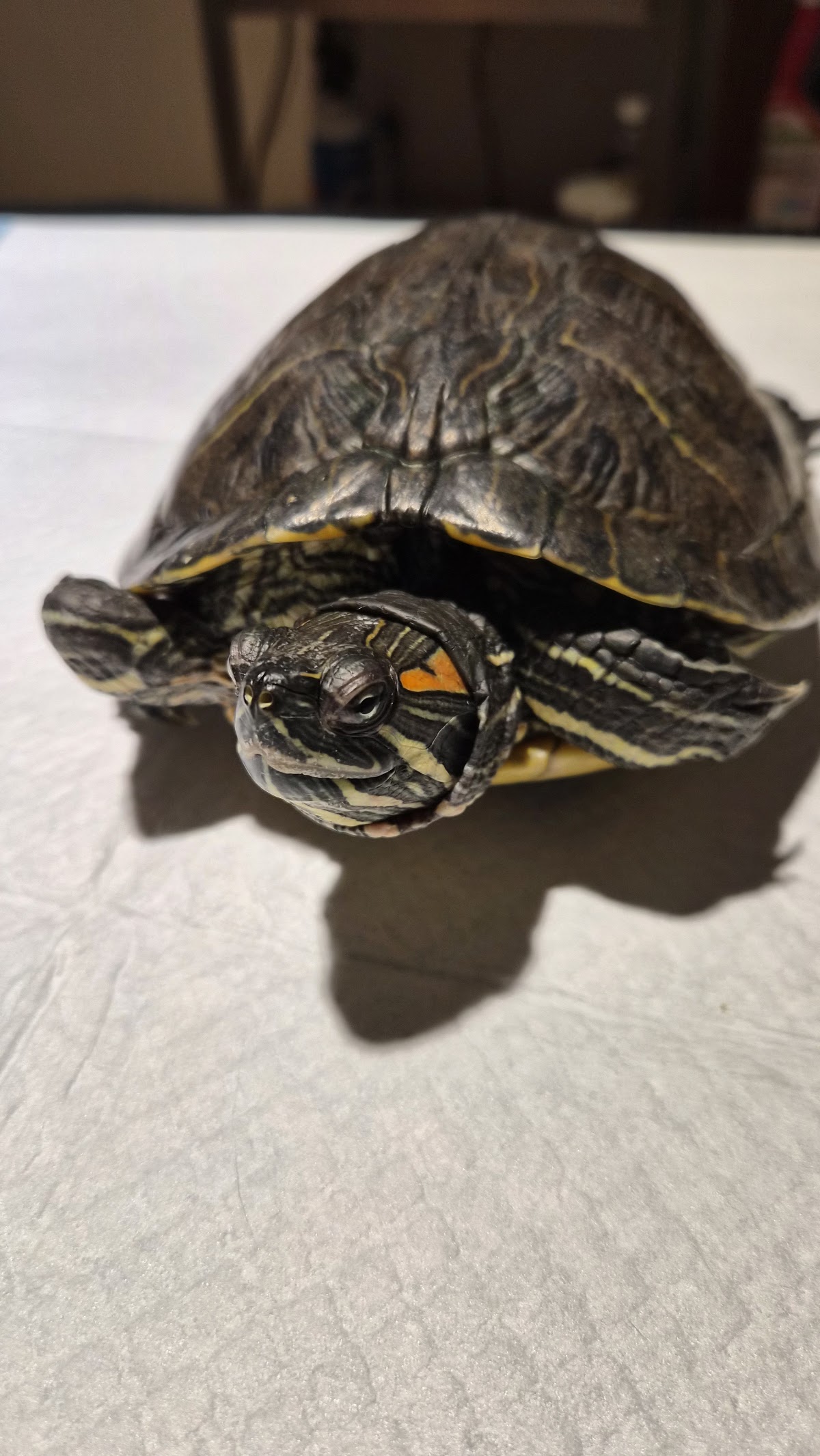 Zoommum veterinaria, Otras zonas
