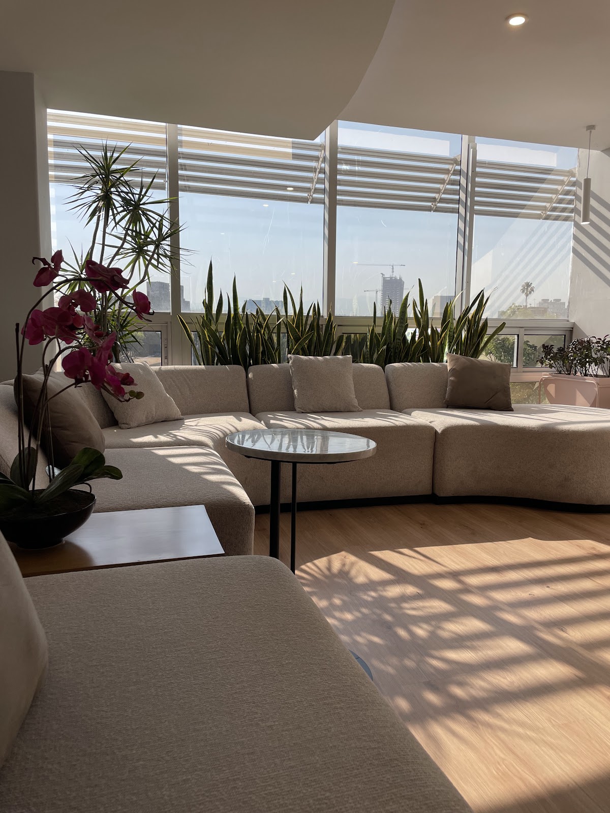 StudioDerma, Condesa