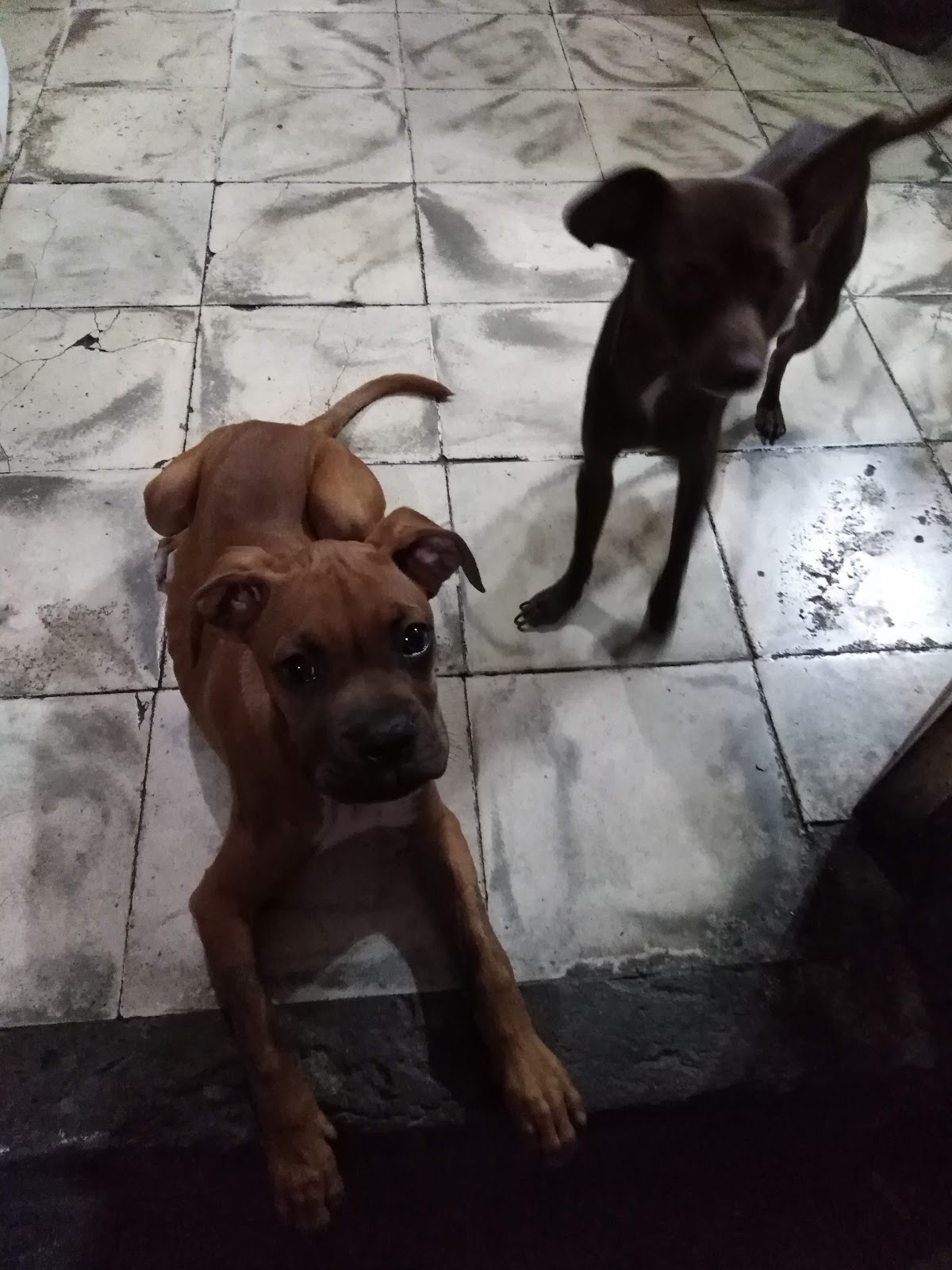 Hospital de Especialidades Veterinarias, Otras zonas