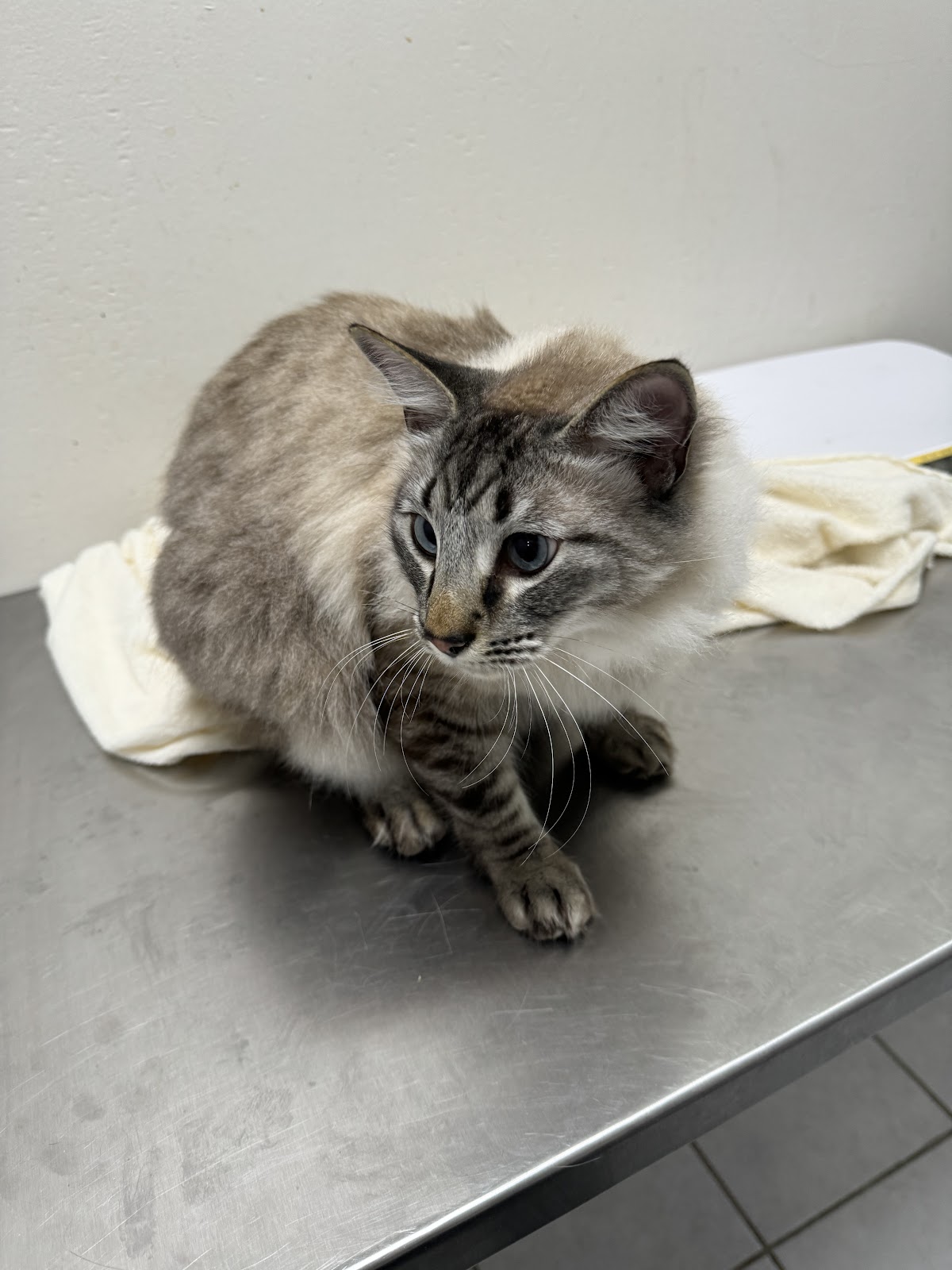 DICats clínica veterinaria, Cumbres