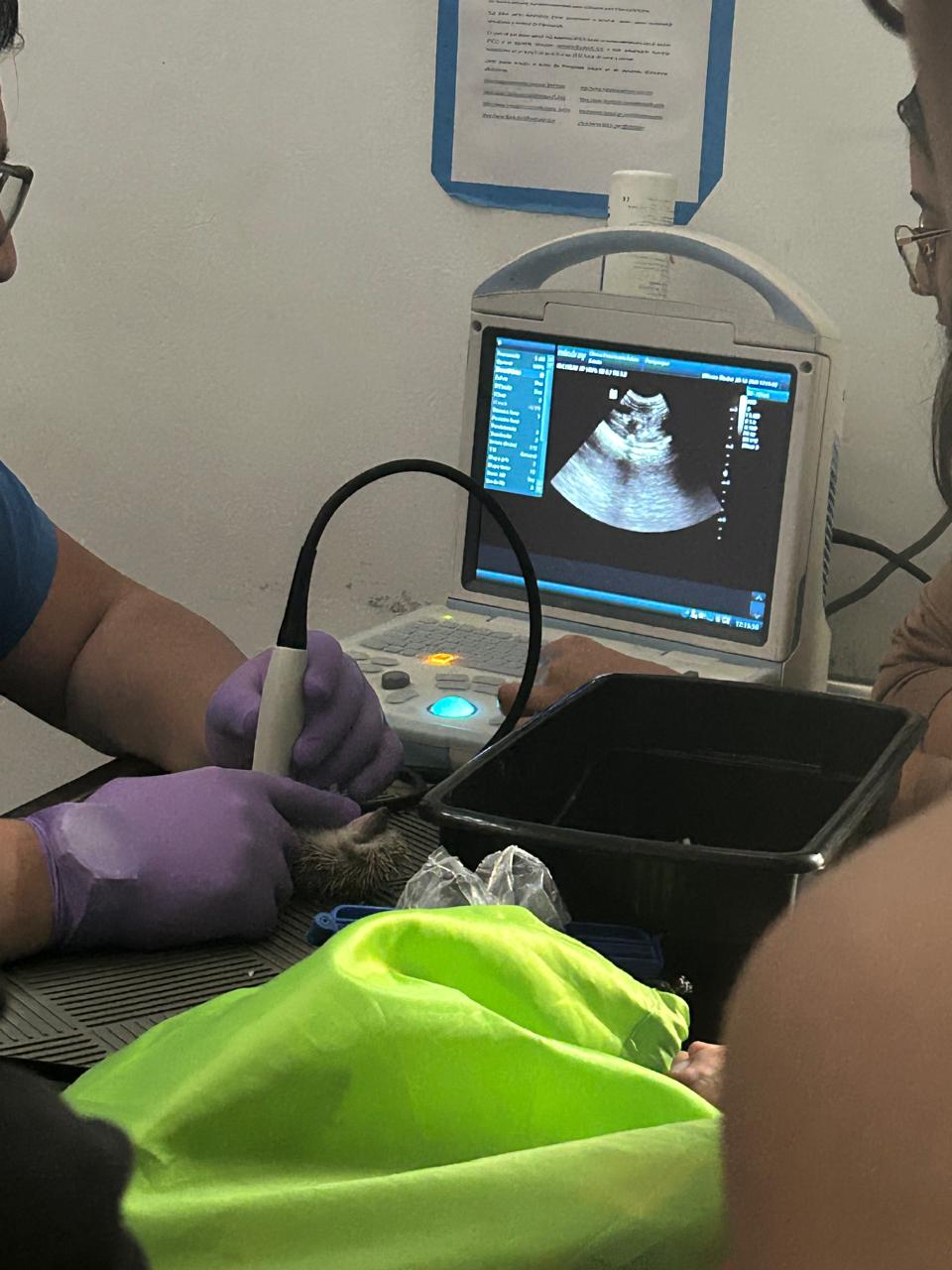 Hospital veterinario BALAM CENTRO, Otras zonas