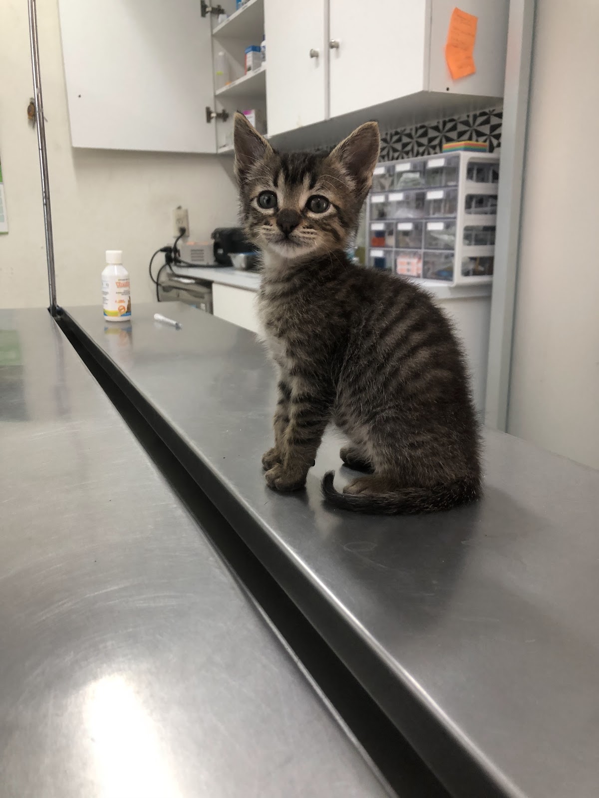 Vet,dra Leyva, Cholula