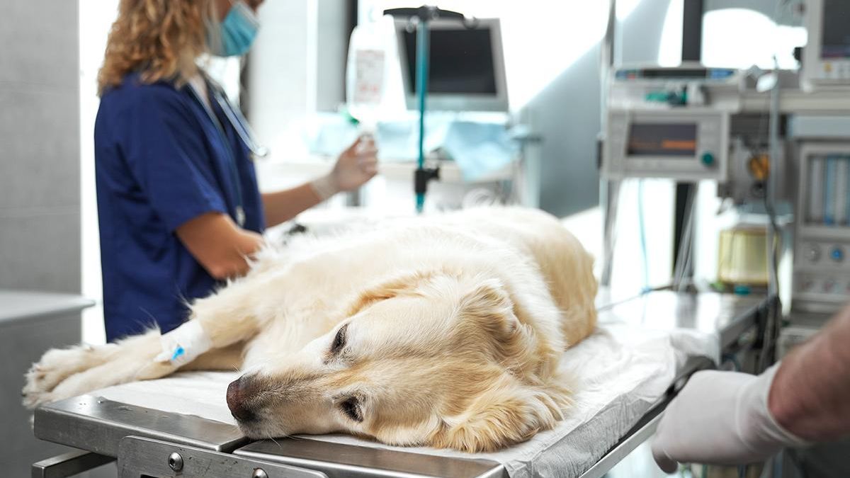 Hospital Healthy Puppy, Otras zonas
