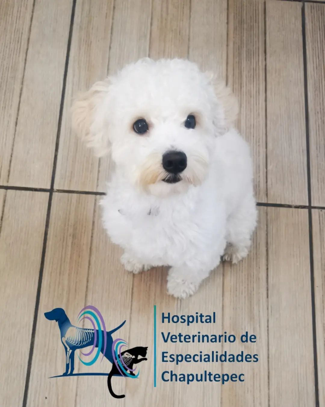 Hospital Veterinario De Especialidades Chapultepec, Otras zonas