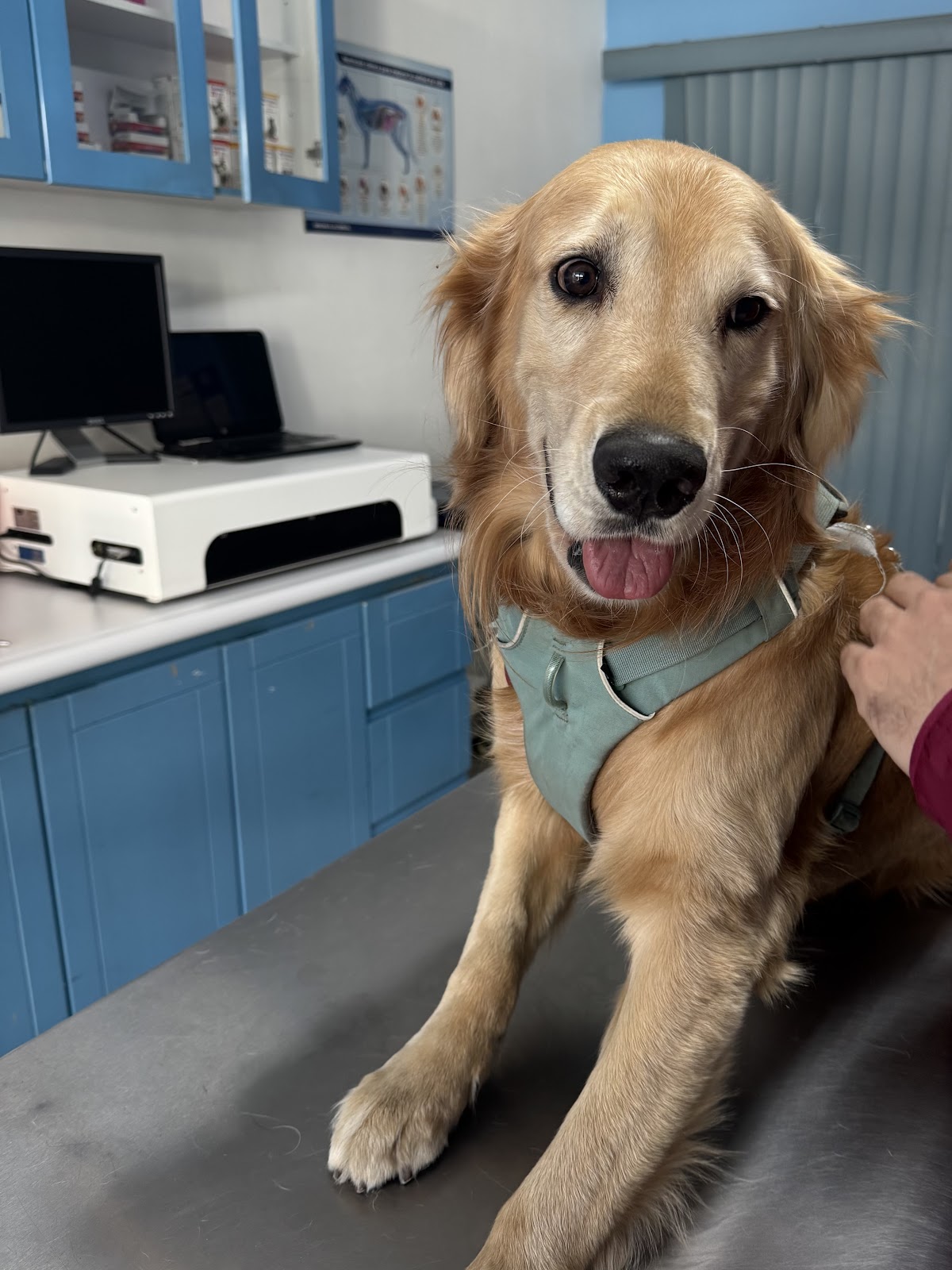 Hospital Veterinario Providencia, Providencia