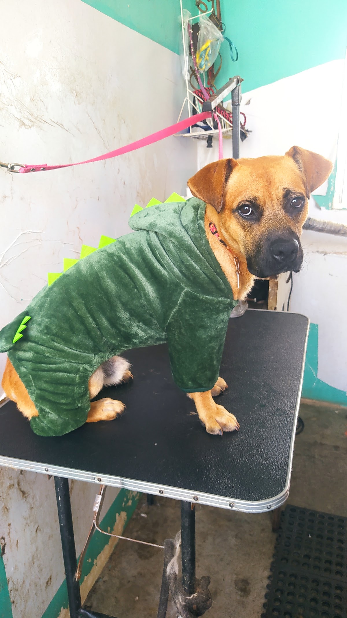 Veterinaria estética canina "Sabuesos", Sur