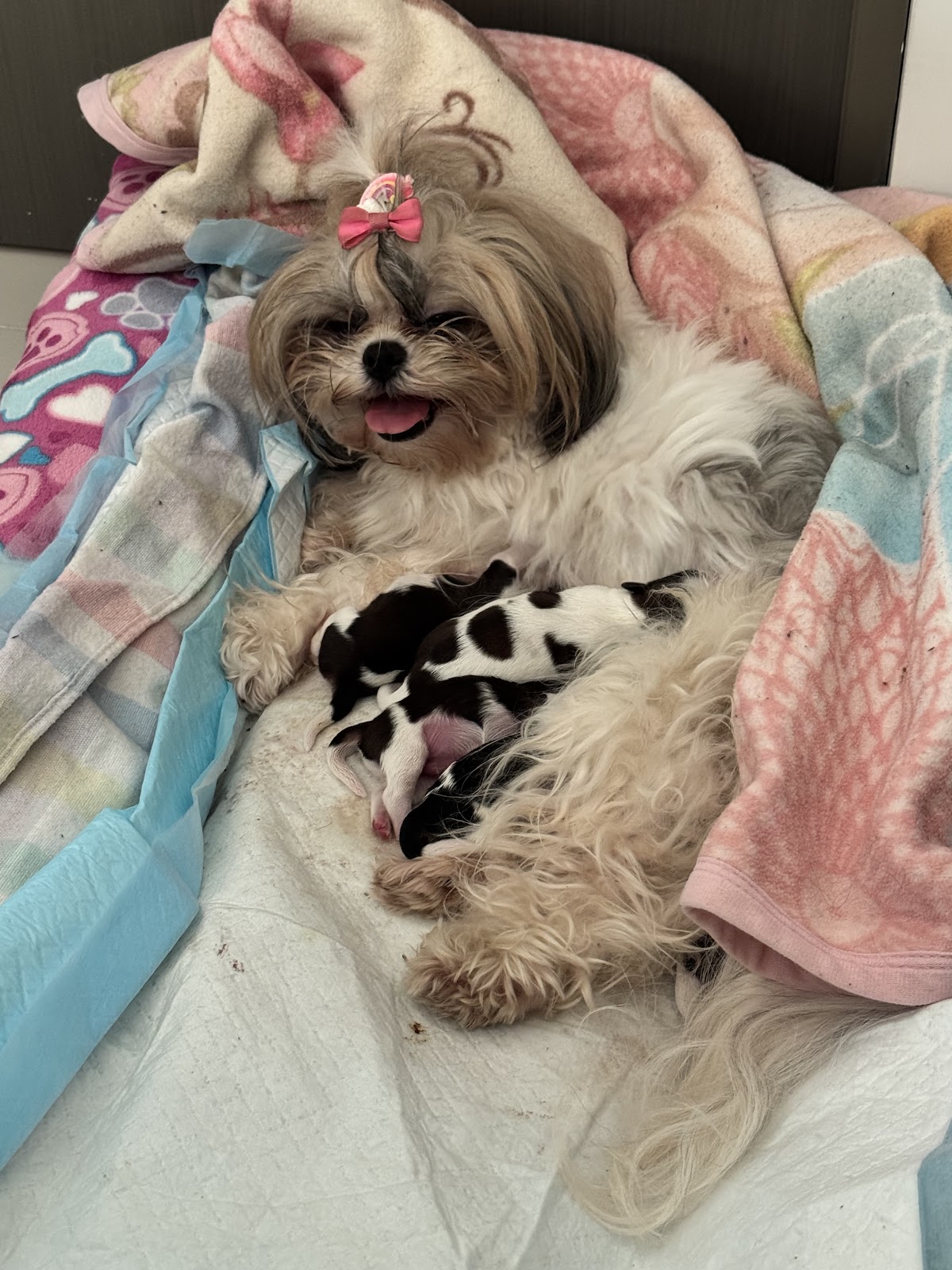 Hospital Veterinario Mercy 24 Hrs, Otras zonas