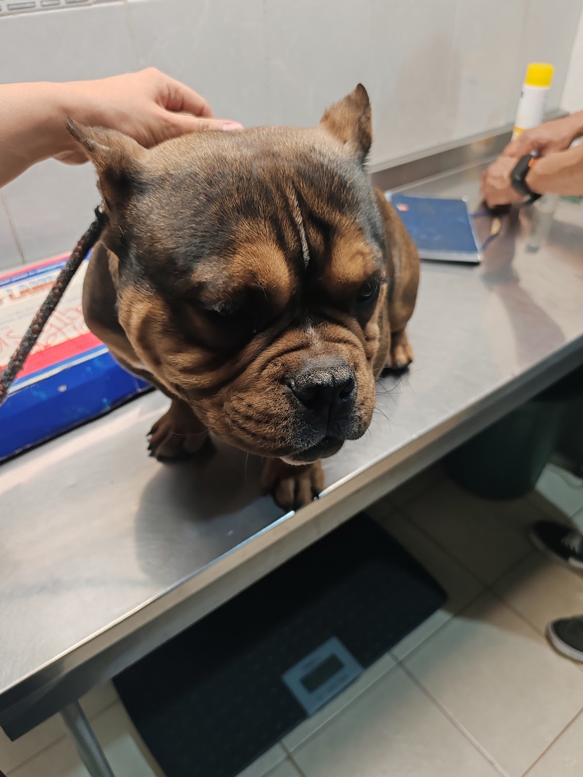 Veterinari el pueblito, Otras zonas