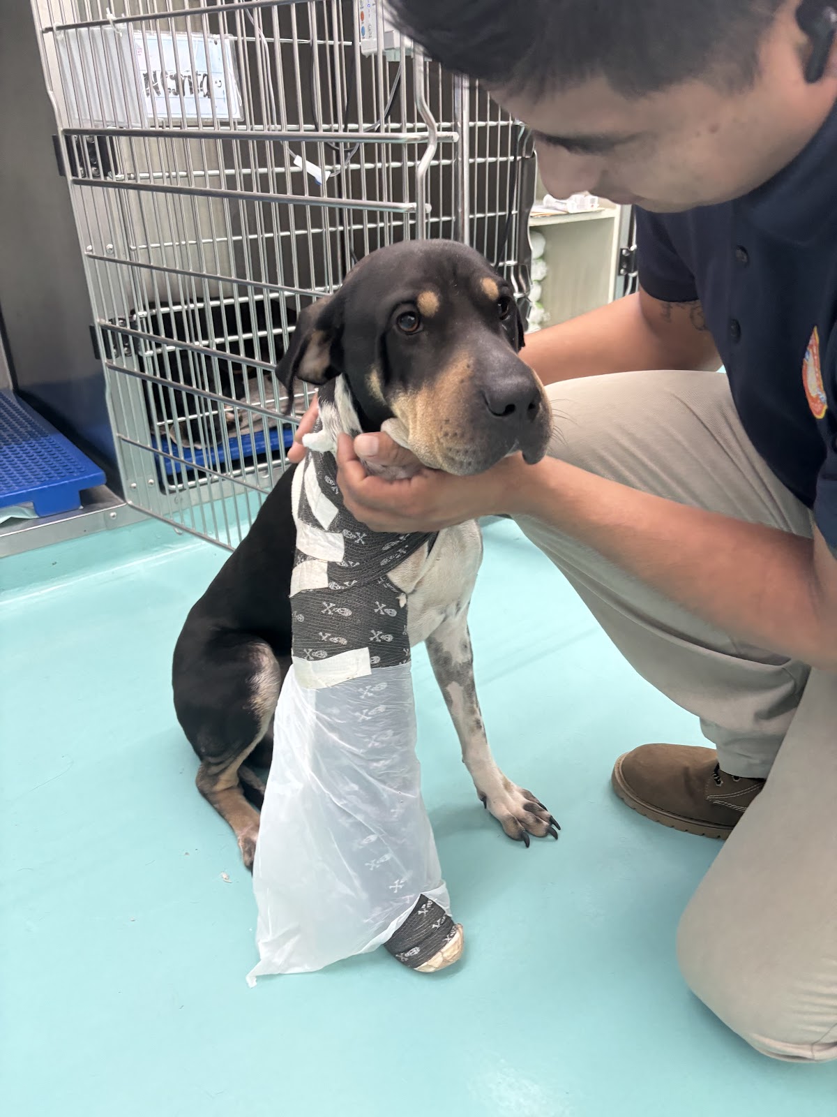 Clinica Animal del Puente, Otras zonas