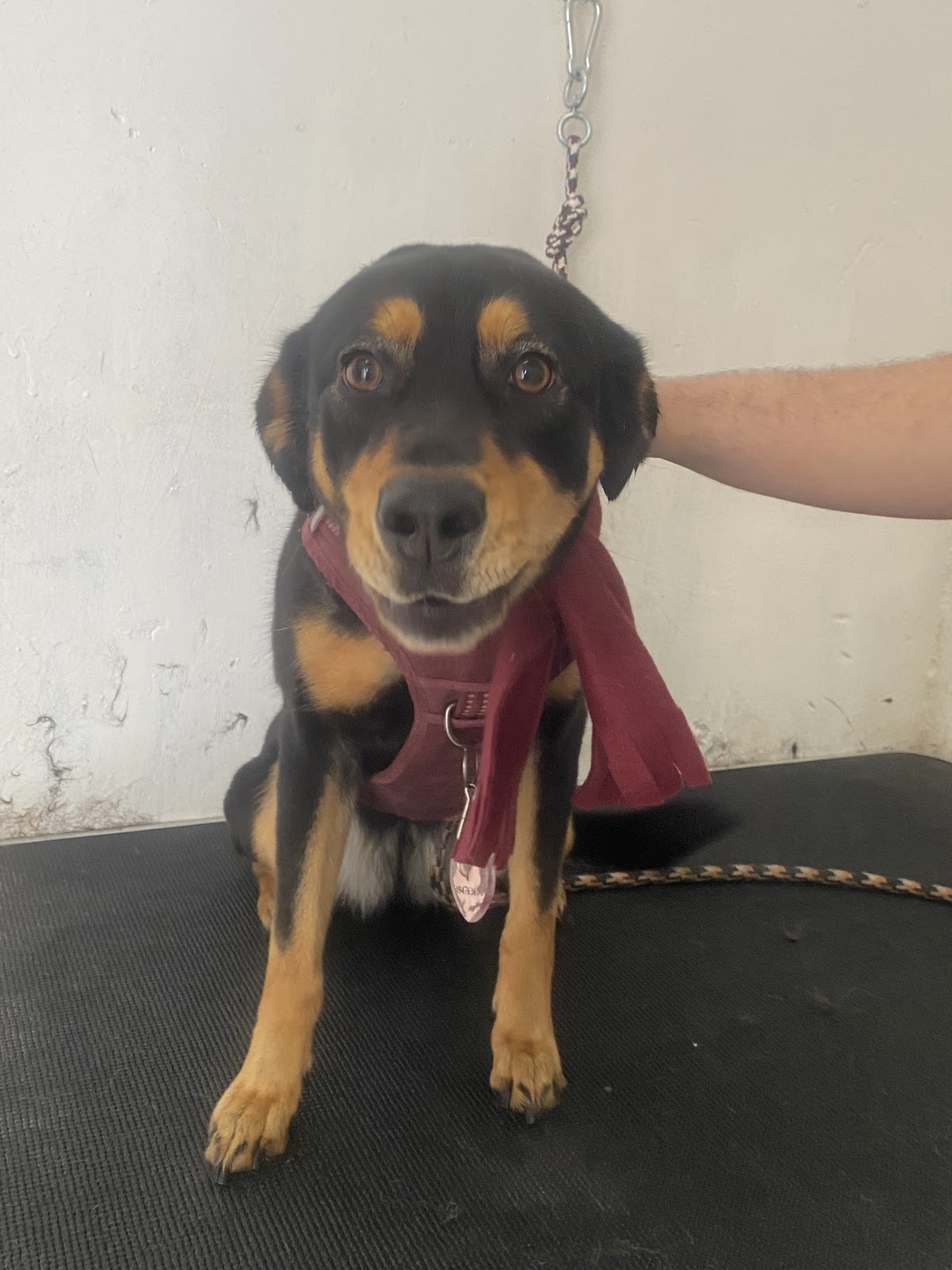 Clínica Veterinaria Vetsa, Centro