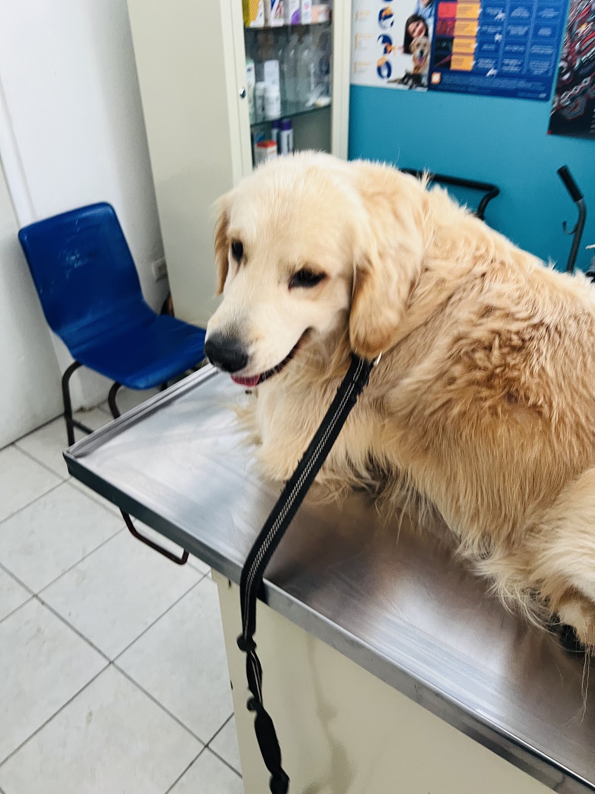 Clínica veterinaria Human Touch, Altabrisa