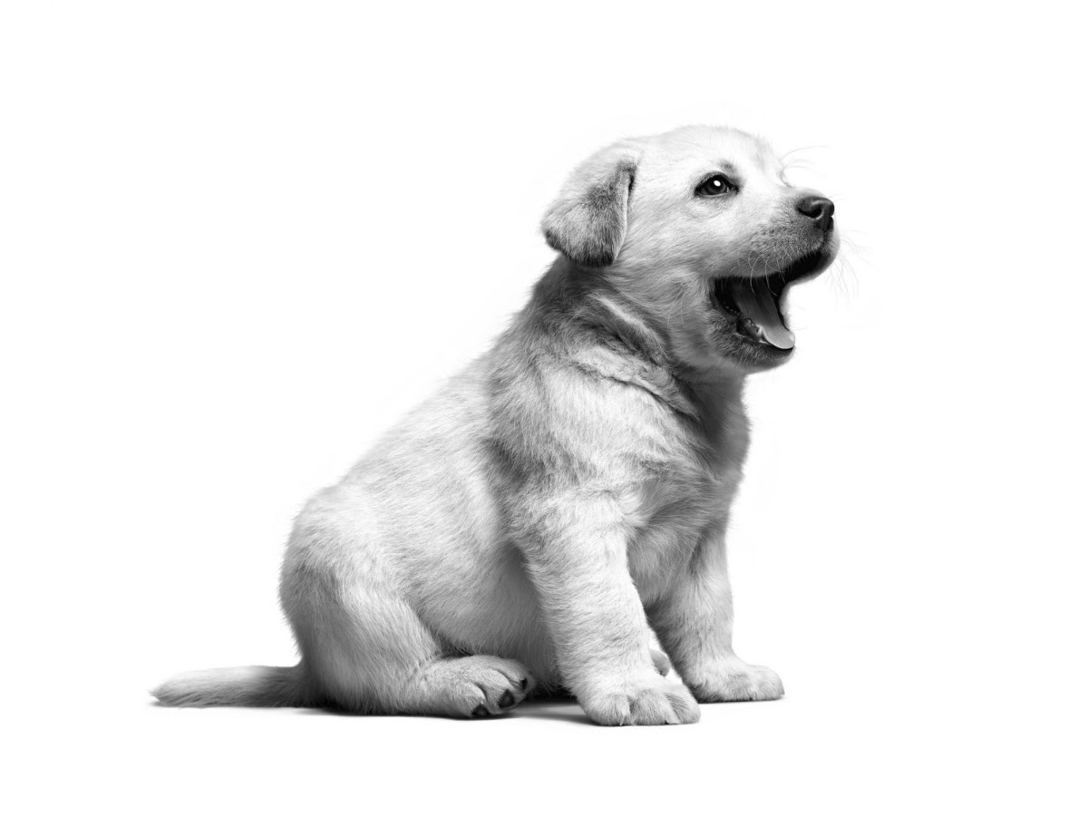 Hospital Veterinario Asis, Otras zonas