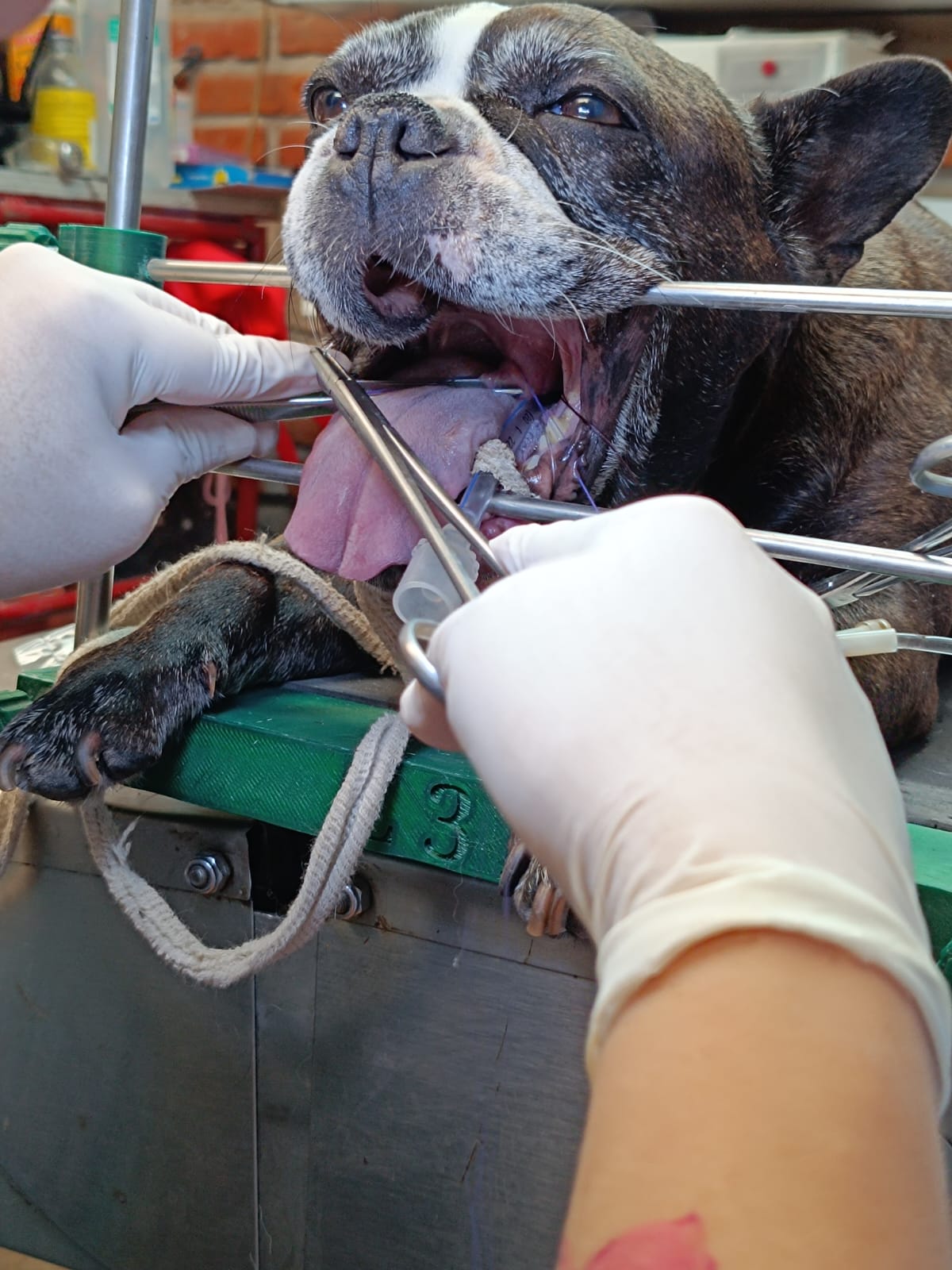 Veterinaria Pet's Care, Cholula