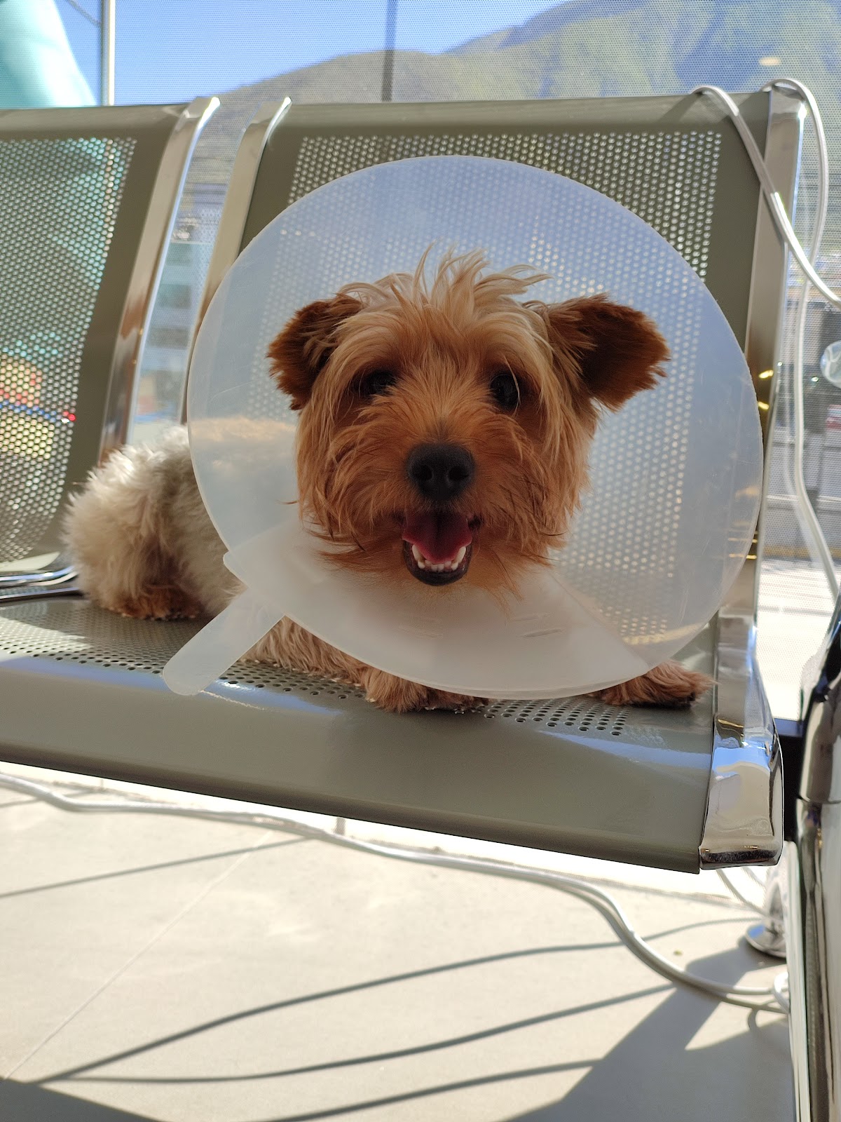 Shepherd Hospital Veterinario, Cumbres