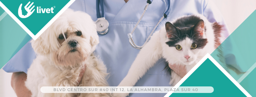 Hospital Veterinario Livet, Centro Histórico